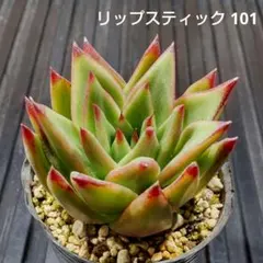 リップスティック 101 エケベリア 多肉植物 抜き苗