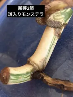 太茎　斑入りモンステラ　ホワイトタイガー　ハーフムーン　成長点2芽付きのサムネイル