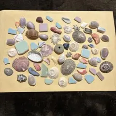 【675】貝殻　シータイル　鮑　ウニ　タカラガイ　マツバガイ　サザエ　ウノアシ