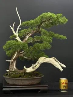 [盆栽]真柏のサムネイル