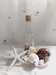 マリンインテリア 瓶入り貝殻　魚型小皿　貝殻セット