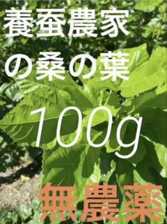 桑の葉 無農薬 蚕用 ペット用 100gのサムネイル