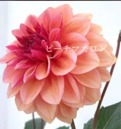 のこのこ様 リクエスト 4点 まとめ商品