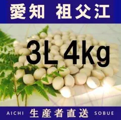 2026年新物 久寿 銀杏 ぎんなん 祖父江産 3L 4kg 2026年新物 久寿 銀杏 ぎんなん 祖父江産 3L 4kg - メルカリ