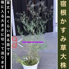 アカシア Acacia ソウシジュ 相思樹 根皮100% 30g 粉末 - メルカリ