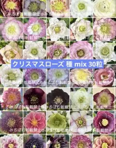 2026年最新】大木ナーサリーの人気アイテム - メルカリ