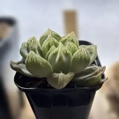 ハオルチア オブツーサ　特選株