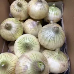 新玉ねぎ　広島県産のサムネイル
