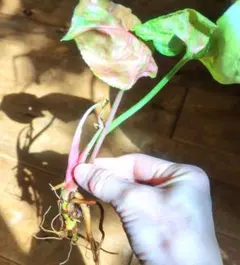 shocola20様 リクエスト 2点 まとめ商品