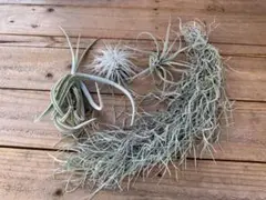 送料込み❗️希少人気種❗️吊り下げ紐付き特大株チランジアドゥラ