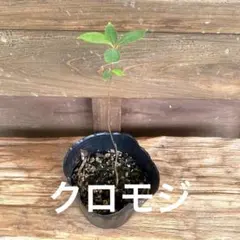 クロモジの苗木⑩のサムネイル