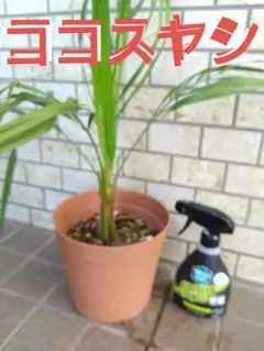 2025年最新】ココスヤシの苗の人気アイテム - メルカリ