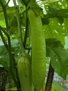 タイ　緑長なす　マクアヤーオ　種20粒