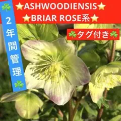 204☘️2年間管理株☘️タグ付☘️超レア☘️⭐️BELCHERI⭐PINK ICE系