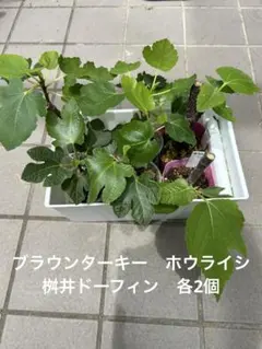 Fracazzano Multicolor フラカザノ マルチカラー ミニ苗木 - メルカリ