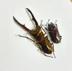 標本 ブルー系 メタリフェルホソアカクワガタ 4♂ - メルカリ