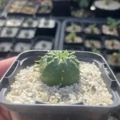 ove　ブラックバリダ×スーパーバリダ　子株付　⑤ ユーフォルビア バリダ スーパーバリダ×子吹きバリダ 種子5粒