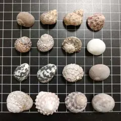 貝殻 巻貝　ヤドカリの家