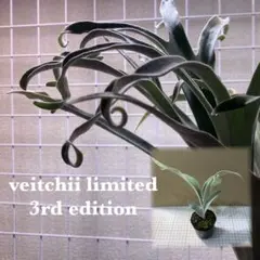 ビカクシダ P.veitchii limited 3rd OC② - メルカリ