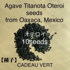 アガベ オテロイFO-076 厳龍種子10粒＋1粒メキシコオアハカ産　発芽確認済のサムネイル