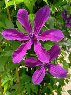 2026年最新】クレマチス 挿し木苗の人気アイテム - メルカリ