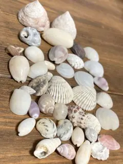 ☆ 貝殻　ハンドメイド素材　置物　インテリア小物　オブジェ　水槽オブジェ　パーツ