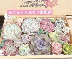 B. 多肉植物カット苗詰め合わせ　寄せ植えセット♡