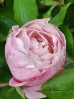 ジェフハミルトン 6号スリット ER 芽接ぎ苗 バラ イングリッシュローズ