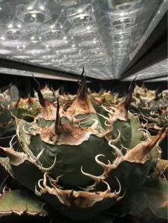 【専用】スーパーチタノタ 悪魔くん シチリア（ラージサイズ）極上 専用】スーパーチタノタ 悪魔くん シチリア（ラージサイズ）極上