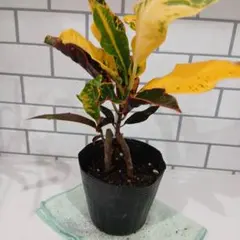 120 【縁起観葉植物】クロトン エクセレント❇️抜き苗発送☆オキナワ