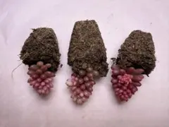 多肉植物　レッドベリー錦　レア　ネコポス発送♪