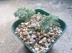 2025年最新】ペラルゴニウムトリステの人気アイテム - メルカリ