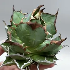 龍門】アガベ チタノタ 特選 多肉植物 瀧雷 斑入り精品コレクション株