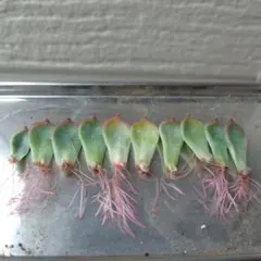 sato様 リクエスト 2点 まとめ商品