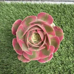 アエオニウム　ピンクウィッチのサムネイル