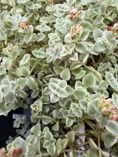 多肉植物 セダム クラッスラ属 リトルミッシ - メルカリ