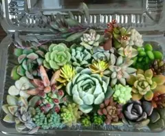 ◇寄せ植えセット　カット苗詰め合わせ　　アークティックアイス♡多肉弁当