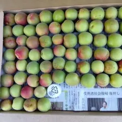 青梅　(51)福井県産紅映 　小粒　箱込約1.1kg　6/14発送のサムネイル
