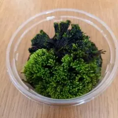 【天然】カマサワゴケ 生苔（約50g）アクアリウム パルダリウム　苔テラリウムのサムネイル