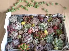 R*U様 1 多肉植物　カット苗セット　寄せ植えセット