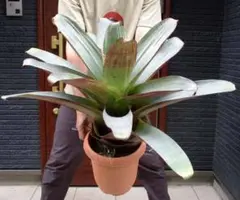 ホヤ カルノーサ アルゲンティアプリンセス【タグ付 鉢付 メルカリ便
