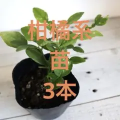 Hirokiti様 リクエスト 2点 まとめ商品