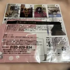 ねこのきもち かるた withこねこのチー