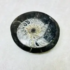 アンモナイト 化石 研磨 片面 標本 天然石 鉱物 置物 インテリア 飾り石