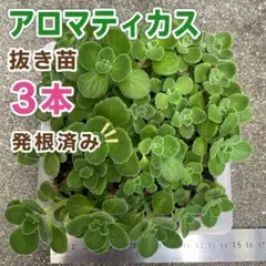 【発根済み】アロマティカス　抜き苗　3本のサムネイル