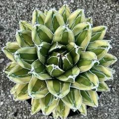 2025年最新】アガベ笹の雪の人気アイテム - メルカリ