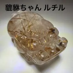 カブトガニ01 骨格 標本 三葉虫 USA 美麗品 - メルカリ