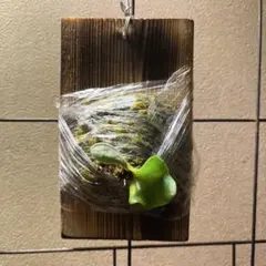 Graham様 リクエスト 2点 まとめ商品