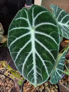 1*4様 良型　アロカシア　ニンジャ　中芋　ネコポス発送