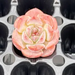 多肉植物　エケベリア 紫月のサムネイル